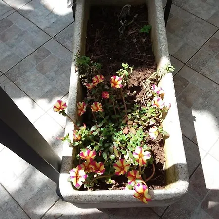 Holiday home Il Pino Sant Isidoro (Apulia)